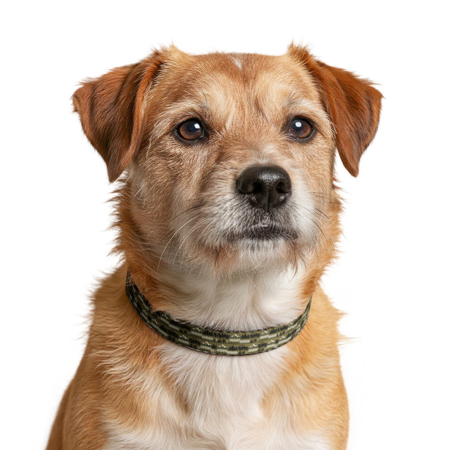 Clip-On Pet Collar — Adjustable Dog Collar
